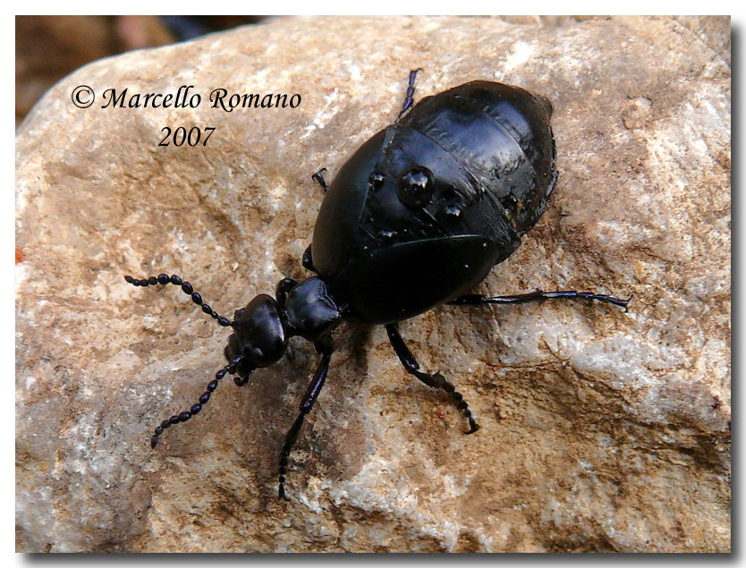 Meloe autumnalis heydeni dalle Madonie